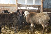 Продам чистокровных курдючных баранов , гиссарской,  эдильбаевской,  калмыцкой породы