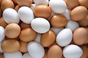  продам куриное яйцо,  С-1