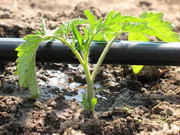 Система капельного полива RainBird
