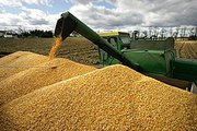Продам кукурузу продовольственную
