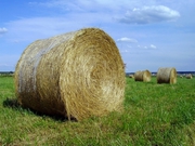 Продам солому и сено,  Черняхов 