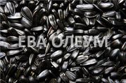 Уcлуги сушки зерна: кукурузы,  сои,  подсолнуха,  рапса