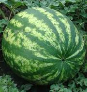 Продам кавуни