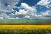 куплю пшеницу