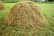 Просяная солома,  Черняхов