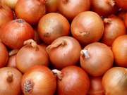 Продам посадной лук,  сорт 