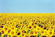 яровые семена подсолнечника,  пшеницы