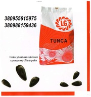 продам гибрид подсолнуха Тунка