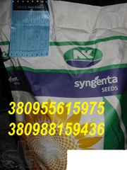 продам гибрид подсолнуха Роки