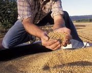 Закупаем Зерновые и масличные культуры, удобная для Вас форма оплаты  .