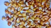 семена простых, двойных,  трехлинейных гибридов кукурузы. Артемов. Кий. 