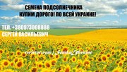 подсолнечник семочка семка насіння соняшника 
