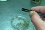 насіння картоплі, картопля,  мінібульби,  пробіркові рослини in vitro
