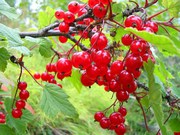 Рассада и саженцы крыжовника,  смородины.