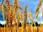 Куплю пшеницу,  ячмень,  кукурузу