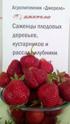 Клубника Альбион - рассада фриго.