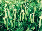 Продам семена гороха,  Житомир