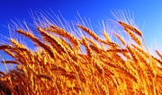 Куплю пшеницу ячмень рапс подсолнечник сою кукурузу