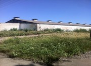 К продаже предлагается птицефабрика в Киевской области 