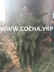 Сосна крымка новогодняя оптом Элит