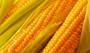 Семена Кукурузы продам