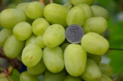 Продажа саженцов винограда опт и розница