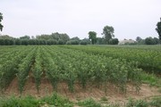 	Продам Голландский Подвой М9, М26 для яблони, на зимнюю прививку,  