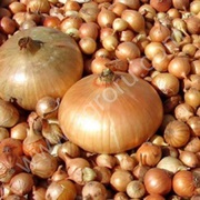 цибуля ,  тиканка