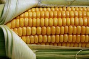 Насіння кукурудзи Оржиця 230 МВ