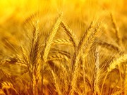 Закупаем дорого пшеницу