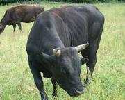 Продам быки КРС