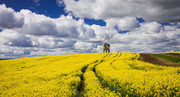 Куплю РАПС по всей Украине. Сою. Подсолнух 