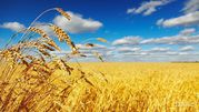 Закуповую зернові культури: пшеницю,  ячмінь