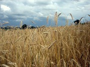 Продам жито/рожь от производителя
