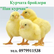 Курчата бройлери Пан курчак