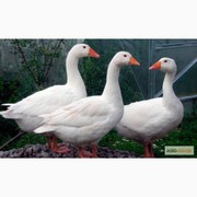 Продам домашних гусей разного окраса цена 220грн.