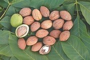Продажа саженцев плодовых деревьев 