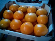 продам Розовый и Желтый тепличный помидор
