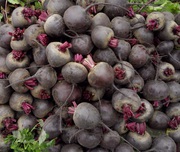 Продам свеклу Пабло 300 т,  производитель,  НДС.