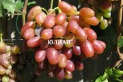 Саженцы винограда Юлиан, Супер Экстра, Хамелеон, Преображение и другие!