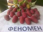 Саженцы малины 