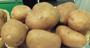 картопля