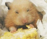 Продаем кукурузу 3 класса