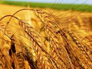 Закупка зерновых культур у производителей по всей Украине,  дорого
