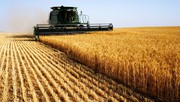 Покупаем зерновые и масличные культуры у производителя,  дорого