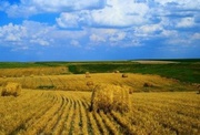 Покупаем дорого пшеницу, кукурузу, ячмень, сою, семечку, рапс