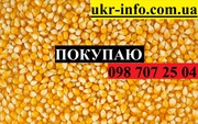 Покупаем кукурузу от 1 тонны.