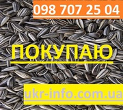 Покупаем семена подсолнуха. Подсолнечник