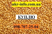 ПШЕНИЦА. Куплю.