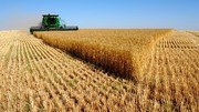 Купляємо зернові та масличні культури,  дорого